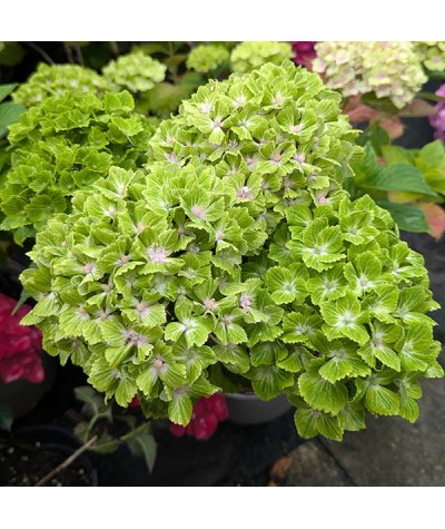 Hydrangea macrophylla Magical Green Cloud (3lt)